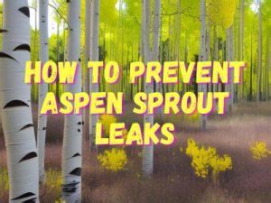 Aspen sprout